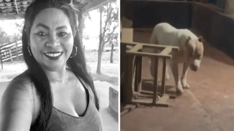 Reviravolta: Laudo revela que não foi o pitbul,mais sim seu próprio Filh…Ver Mais